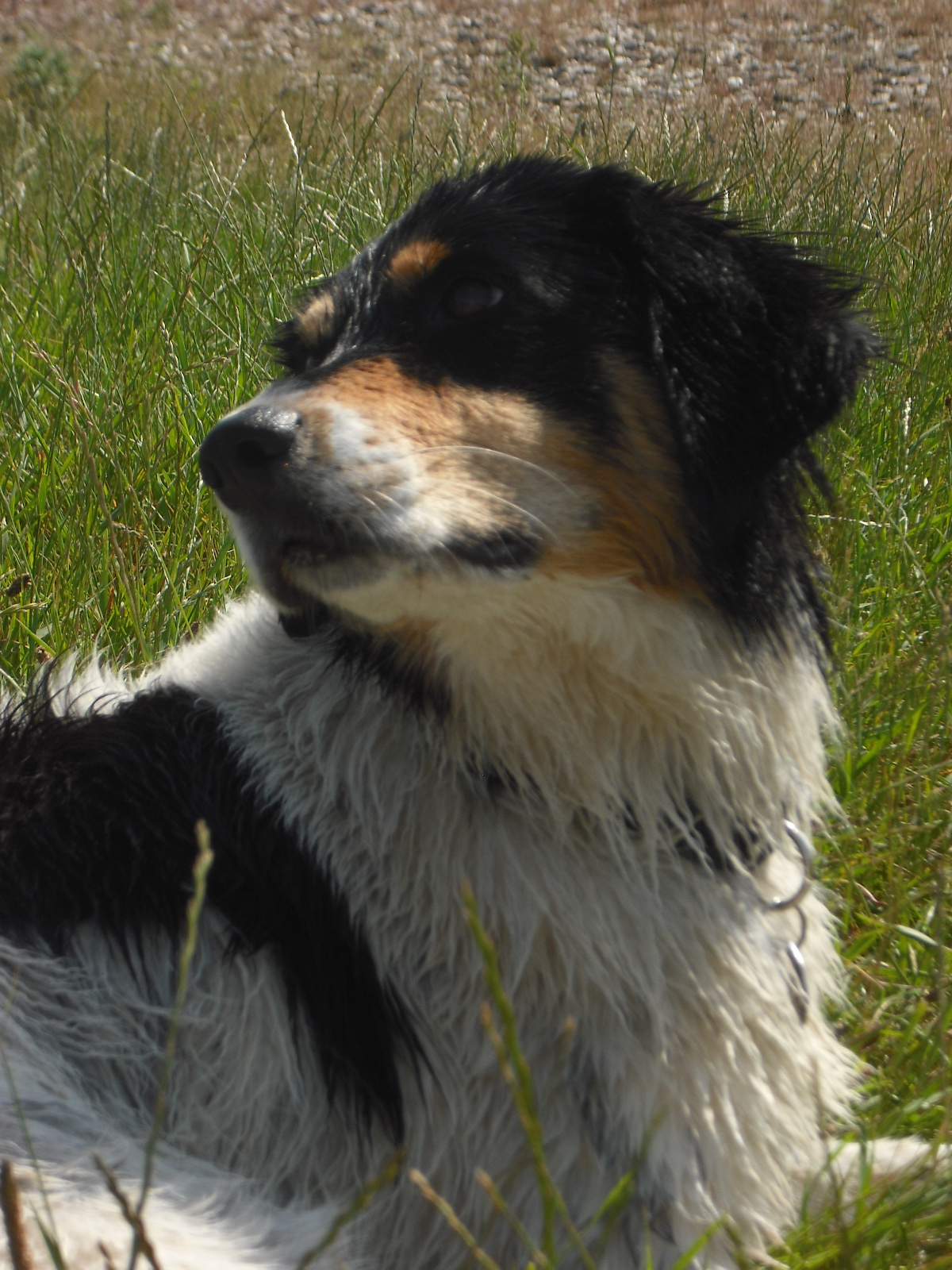 Mona (Border Collie, Deutscher Schäferhund, Labrador, Münsterländer) Border Collie Deutscher Schäferhund Labrador Münsterländer 